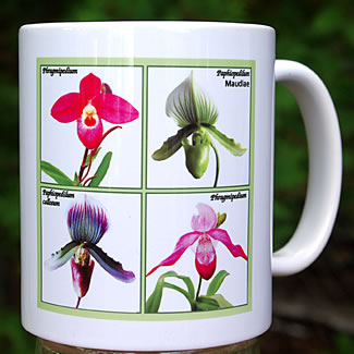 mug DS-079 Ladyslipper Quartet 7129.jpg